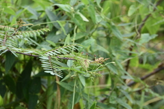 Mimosa pigra