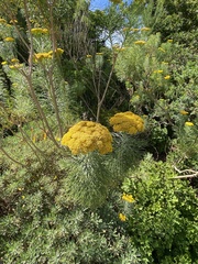 Hymenolepis crithmifolia