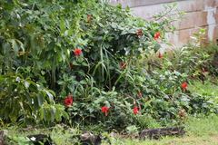 Hibiscus rosa-sinensis