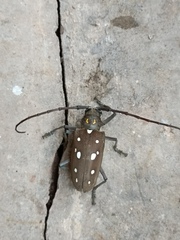 Batocera rubus