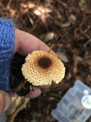 Lepiota magnispora