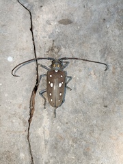 Batocera rubus