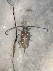 Batocera rubus