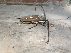 Batocera rubus