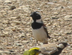 Passer melanurus melanurus