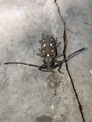 Batocera rubus