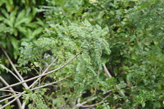 Spondias purpurea