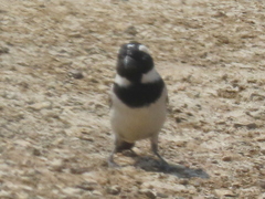 Passer melanurus melanurus