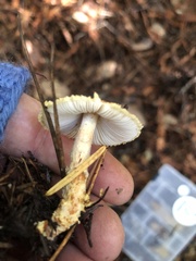 Lepiota magnispora