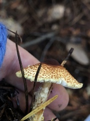 Lepiota magnispora