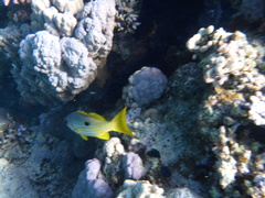 Lutjanus fulviflamma