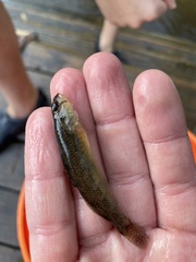 Etheostoma olmstedi