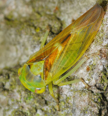 Populicerus nitidissimus