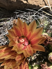 Eriosyce curvispina