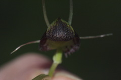 Corybas trilobus