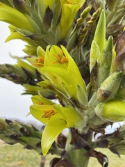 Puya chilensis