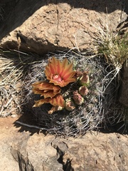 Eriosyce curvispina