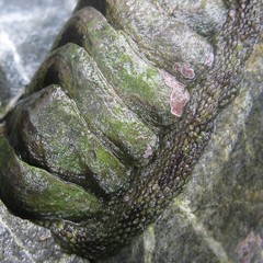 Sypharochiton pelliserpentis