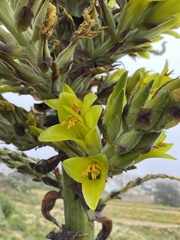 Puya chilensis