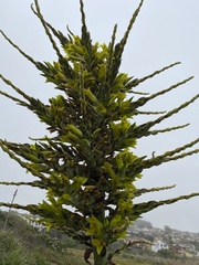 Puya chilensis