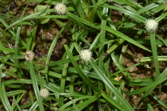 Cyperus mindorensis