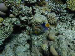 Pygoplites diacanthus