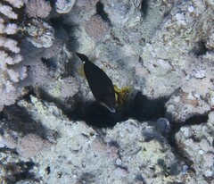 Cantherhines pardalis