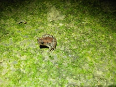 Microhyla palmipes