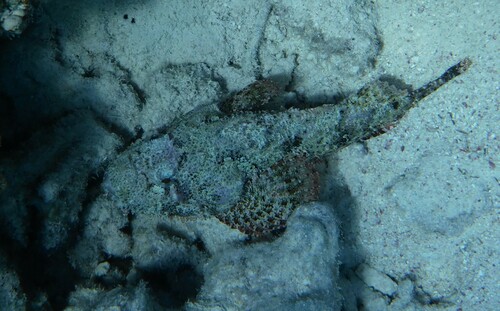 Bearded scorpionfish (Scorpaenopsis barbata) — Scorpaenidae — 3