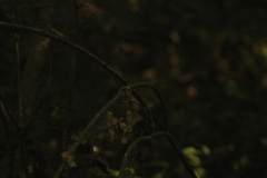 Acanthocereus fosterianus