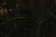 Acanthocereus fosterianus