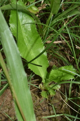 Eryngium foetidum