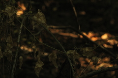 Acanthocereus fosterianus