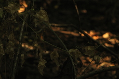 Acanthocereus fosterianus