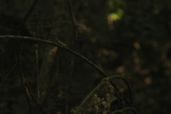 Acanthocereus fosterianus