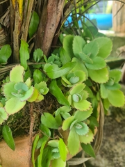 Kalanchoe laetivirens