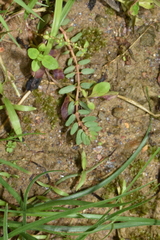 Euphorbia thymifolia