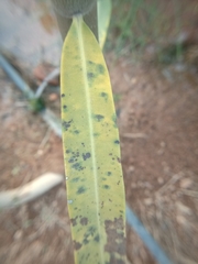 Fusarium brachygibbosum