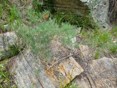 Asparagus transvaalensis