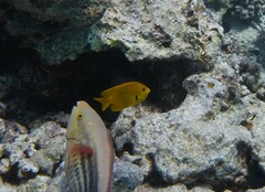 Pomacentrus sulfureus