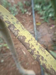 Fusarium brachygibbosum