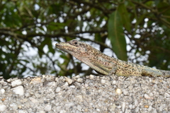 Anolis aeneus