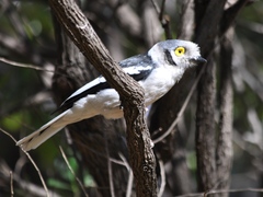 Prionops plumatus poliocephalus