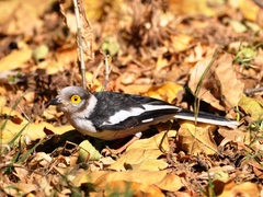 Prionops plumatus poliocephalus