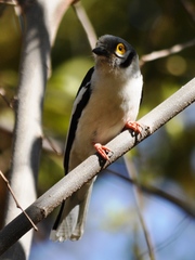 Prionops plumatus poliocephalus