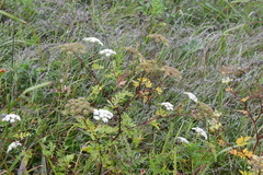 Kitagawia terebinthacea