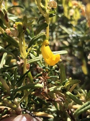 Calceolaria hypericina