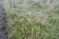 Kitagawia terebinthacea