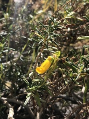 Calceolaria hypericina