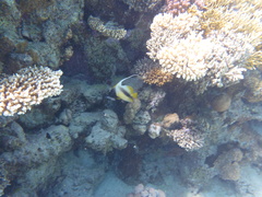 Heniochus intermedius